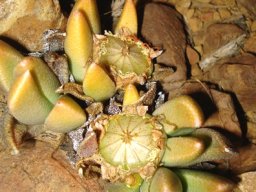 Rabiea albinota yellow leaf tips